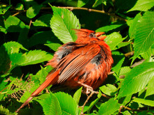 Closeup Of A Molting Red Northern Cardinal Bird Sitting Amongst Green Leaves With Sun Shining On His Red Feathers And Orange Beak His Back And Breast Feathers Growing Back In From Molt After Breeding