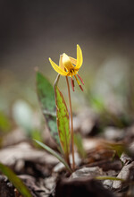 Close Up Of Small Yellow Wildflower Growing On The Forest Floor.