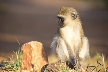 Wall Mural - A monkey sits and looks around