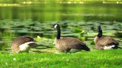 Wall Mural - Beautiful ducks on the grass closeup, on the shore by the lake