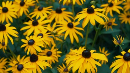 Wall Mural - beautiful yellow flower in the garden with very wonderful petals close