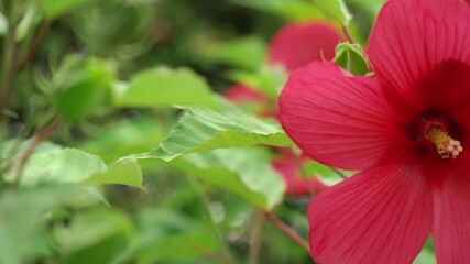 Wall Mural - beautiful view of a red flower in the garden