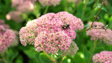 Wall Mural - beautiful view of a bee and a pink flowers in the garden closeup