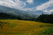 Green Rice Field In Nepal