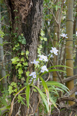 Wall Mural - Iris japonica in Kumano, Japan