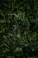 Spider Web On A Tree.
