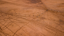 Cattle Footprints In The Desert On The Way To Watering Place