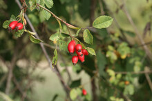 Closeup Shot Of Big Red Rose Hips In The Forest On The Bush