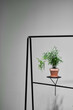 © Sergey Melnikov/Stocksy - Potted plant on metal rack