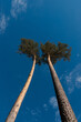 © Yakov Knyazev/Stocksy - Two Pine trees growing together