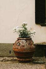 Still Life: Terracotta Pot With White Flowers In Italy