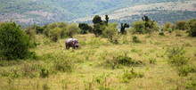 A Hippo Is Walking In The Savannah