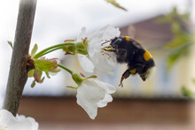 Bumblebee On A Flower Close-up. Spring. Cherry Blossoms. 