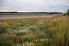 Field Of Wild Flowers And Cereal Crop In Gloucestershire Countryside