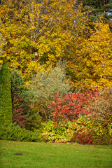 Wall Mural - autumn garden with nice trees