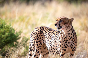 Wall Mural - A cheetah in the grass in the savannah