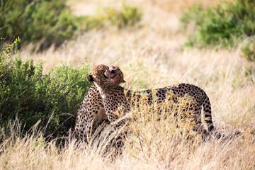 Wall Mural - Two cheetahs brush each other after the meal