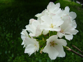 Wall Mural - selective focus shot of malva moschata with delicate white flowers in the garden
