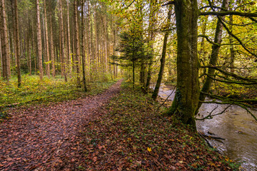 Canvas Print - Fantastic autumn hike along the Aachtobel to the Hohenbodman observation tower