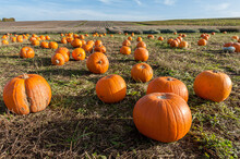 Pick Your Own Pumpkin On Farm From Pumpkin Patch.