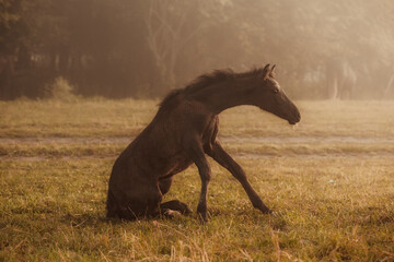 Wall Mural - horse in the meadow