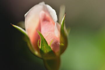 Canvas Print - 薔薇の蕾