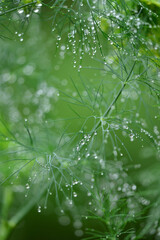 Canvas Print - ハーブに降った雨