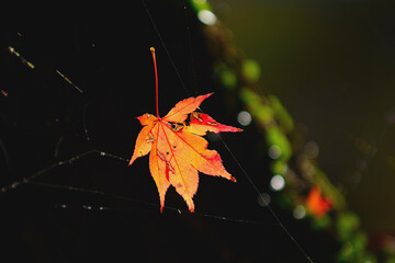 Wall Mural - 紅葉一葉