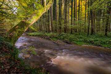 Wall Mural - Fantastic autumn hike along the Aachtobel to the Hohenbodman observation tower