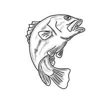 Illustration Of A Carp Isolated On A White Background