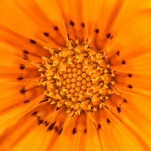 Yellow Gazania Close-up Of Centre Of Flower