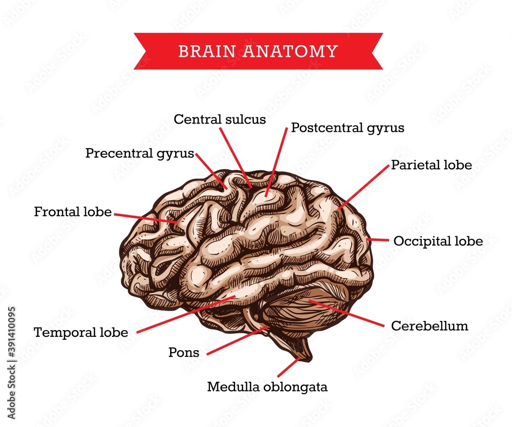Human brain anatomy, vector sketch medicine aid scheme of body organ ...