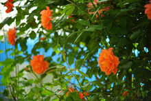 Selective Focus Shot Of Orange Roses On The Bushes