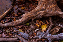 Closeup Of Old Dry Tree Branches And Fallen Autumn Leaves On A Lakeside