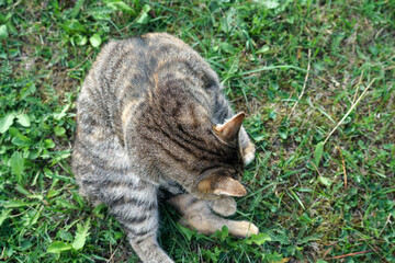 Wall Mural - Beautiful grey cat on the lawn