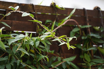 Sticker - Closeup of a green-leaved plant near a wooden fence