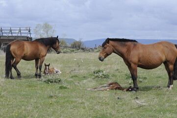 two horses on a meadow