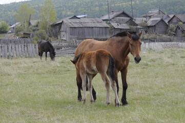 two horses grazing in a field