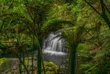 Fototapeta Na ścianę - Beautiful remote Catlins waterfall deep in thick lush green native rain forest  and tall punga fern trees