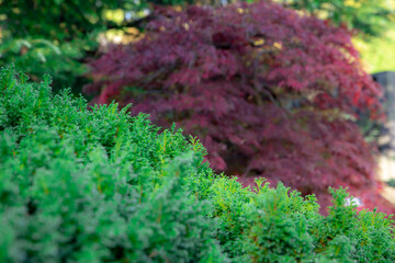 moss on the park & red maple