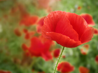 Wall Mural - red juicy poppy flower in a clearing close-up