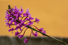 Closeup Shot Of Purple Fireweed Flowers Against An Orange Background