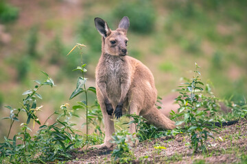 Sticker - Closeup shot of joey kangaroo on a grassy ground