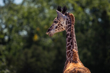 Sticker - Closeup shot of a giraffe standing on the zoo