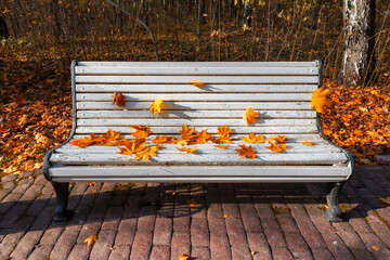 Autumn orange leaves on a white wooden bench in a park with colorful maple trees. 