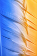 Detailed macro photo of colorful goose feathers in bright contrast light