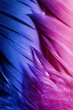 Detailed macro photo of colorful goose feathers in contrast light