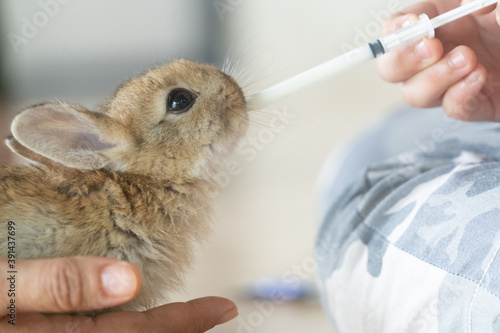 Fotografía The baby rabbit was drinking milk from a syringe by the veterinary