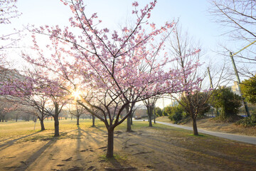 Poster - 早朝の河津桜