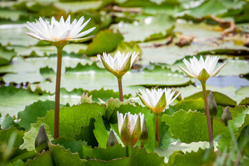 close up white water lily or white lotus flower in bloom